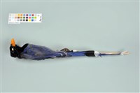 臺灣藍鵲藏品圖，第1張